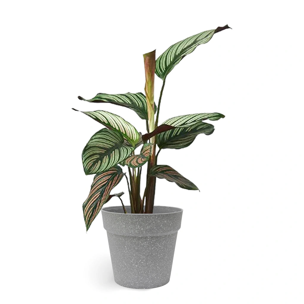 Calathea White Star - peacock plant