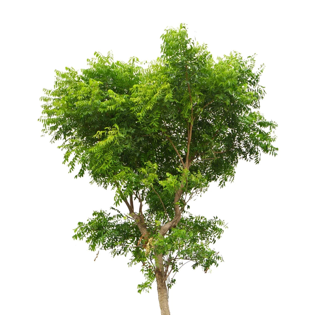 Azadirachta indica -Neem