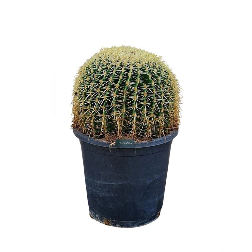 Ball Shaped Cactus Small