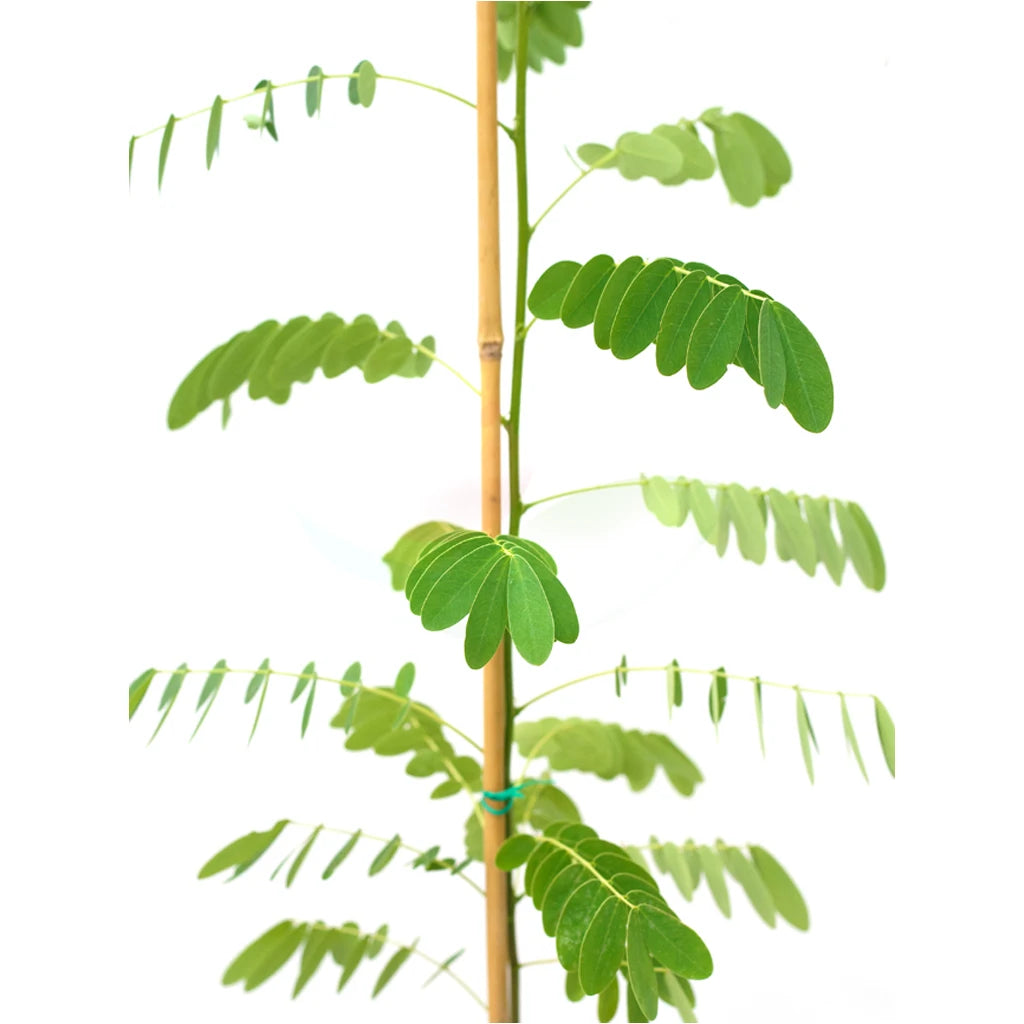 Cassia Glauca-Golden Shower Tree