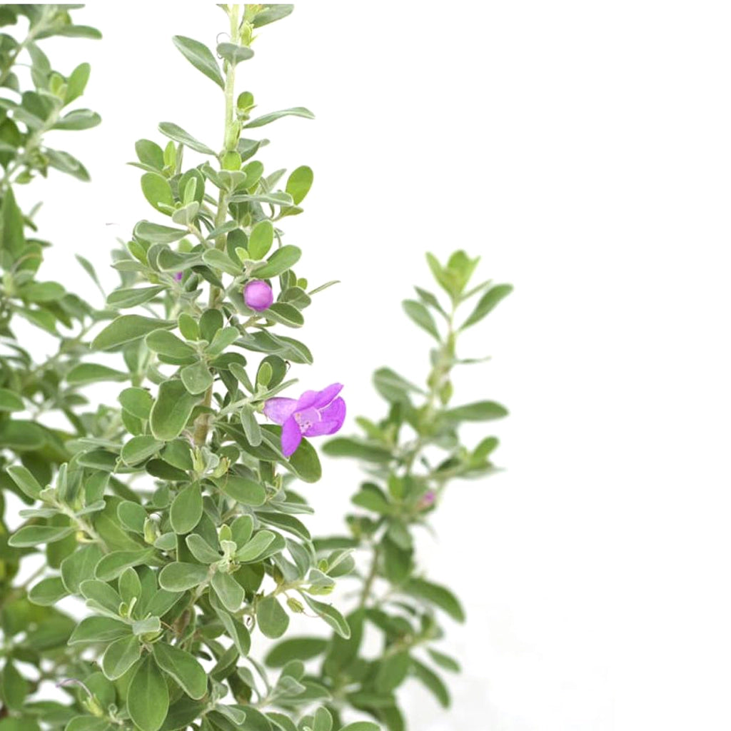 Leucophyllum- Texas Sage