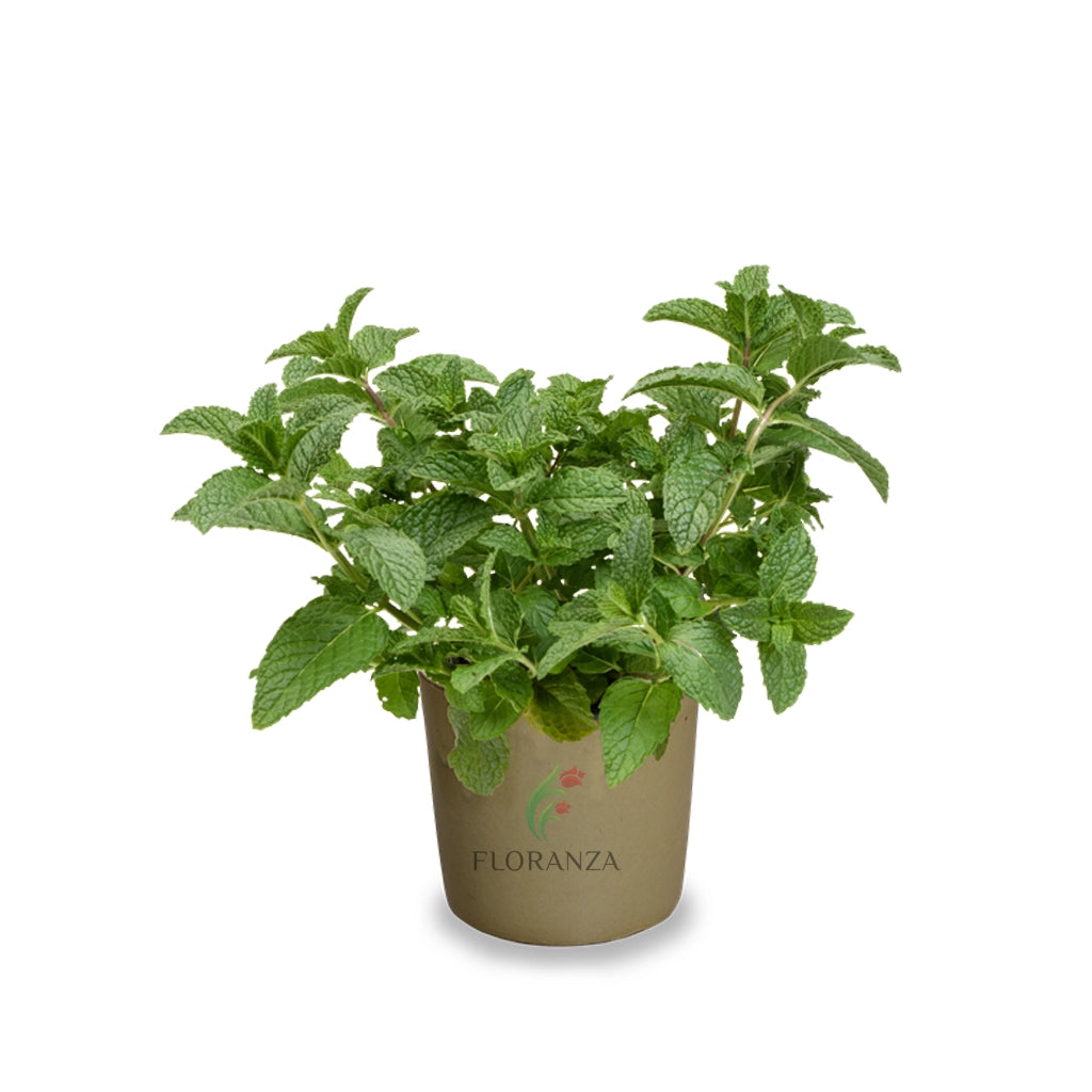 Mint small