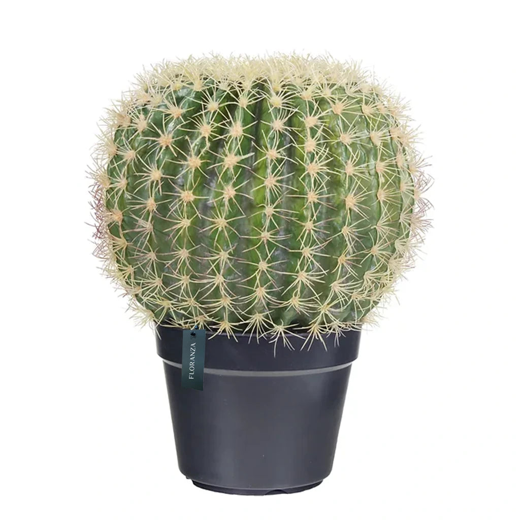 Ball Shaped Cactus Small