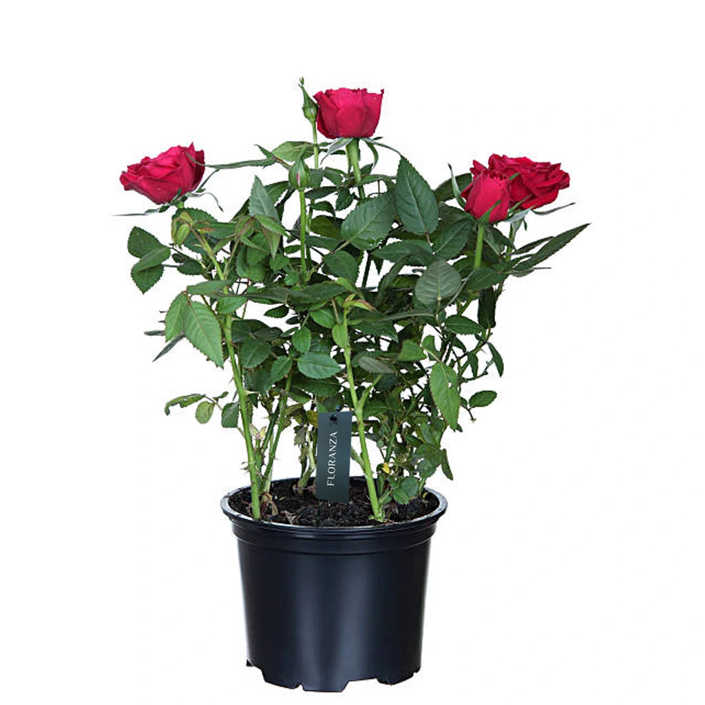 Rose Pakistan