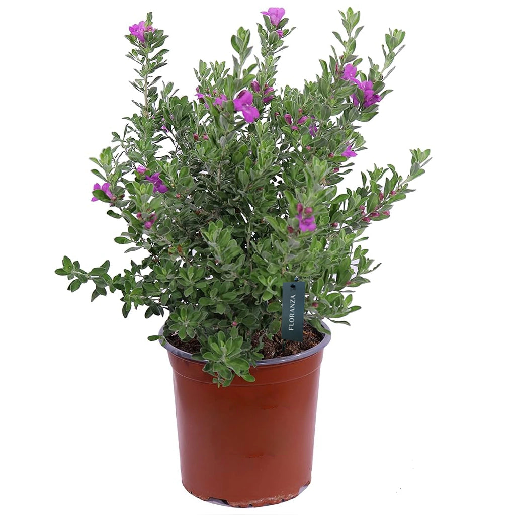 Leucophyllum- Texas Sage