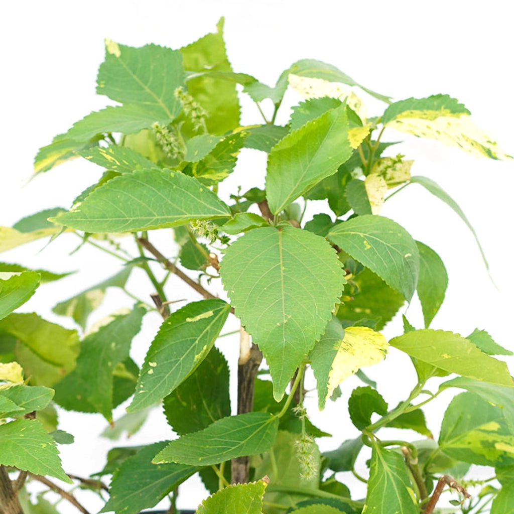 Acalypha Wilkesiana