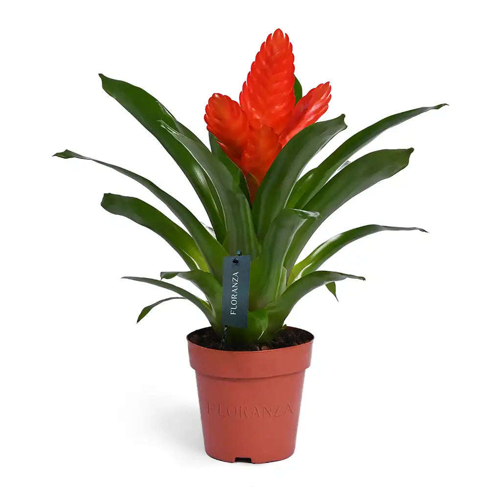 Vriesea - flaming sword( Assorted colour)