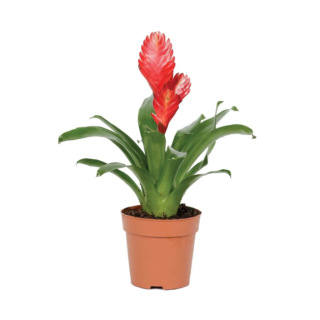 Vriesea - flaming sword( Assorted colour)