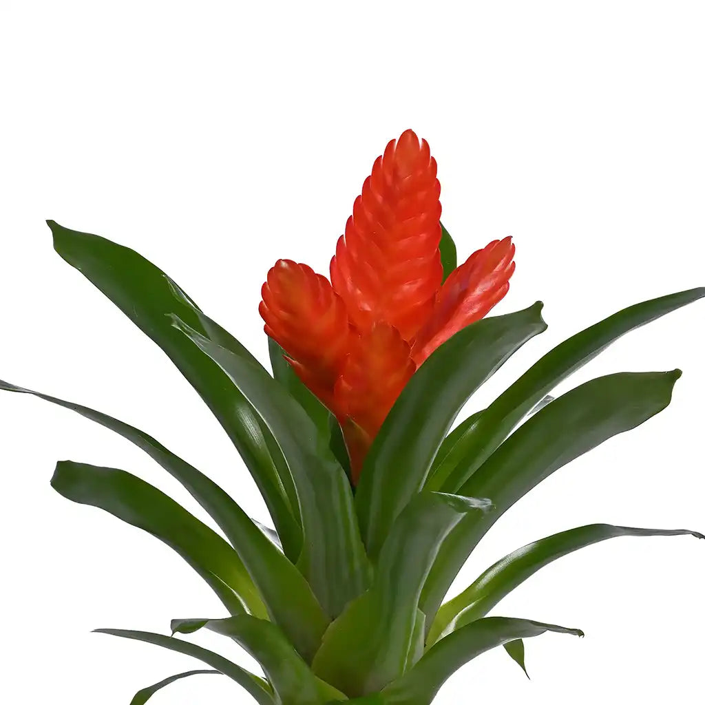 Vriesea - flaming sword( Assorted colour)