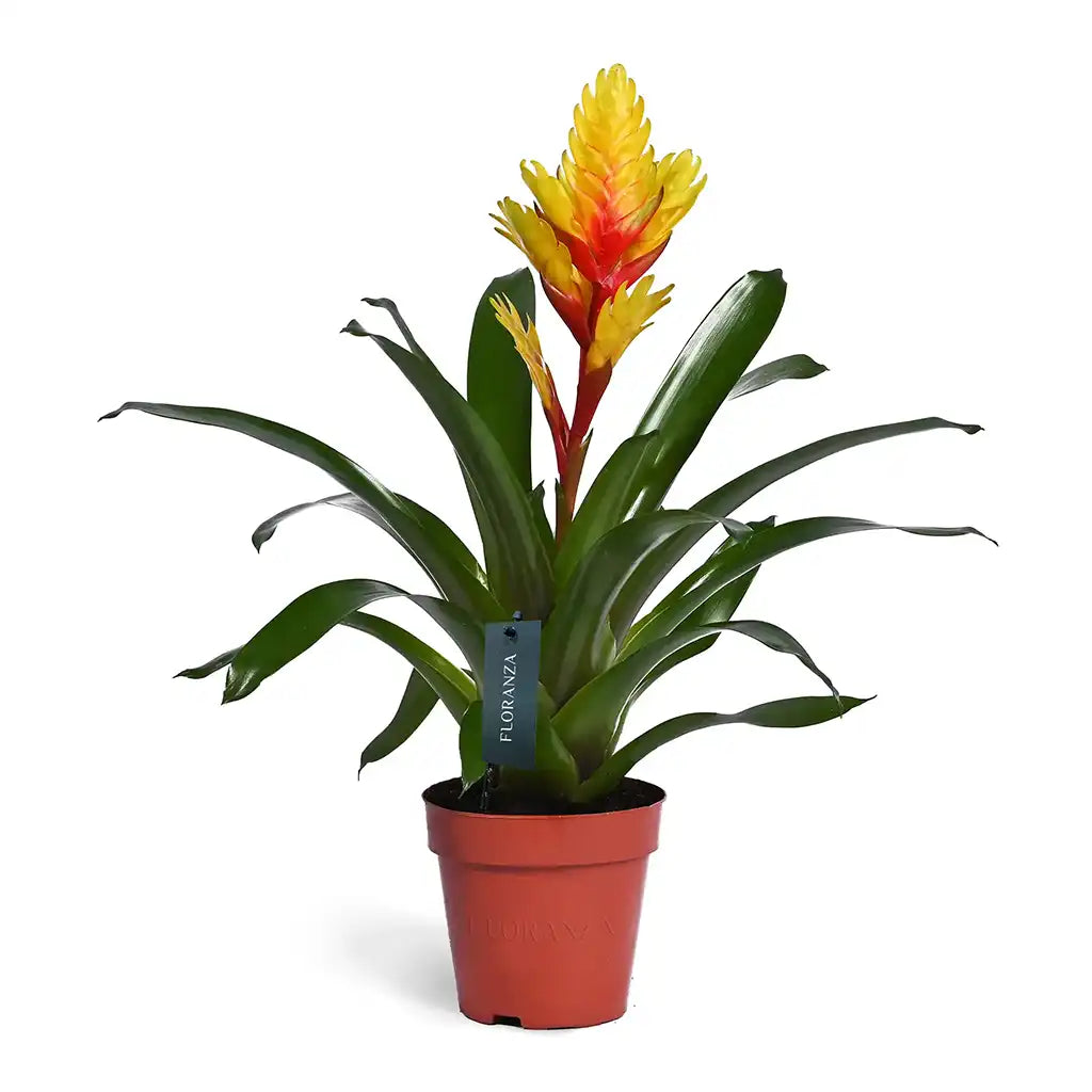 Vriesea - flaming sword( Assorted colour)