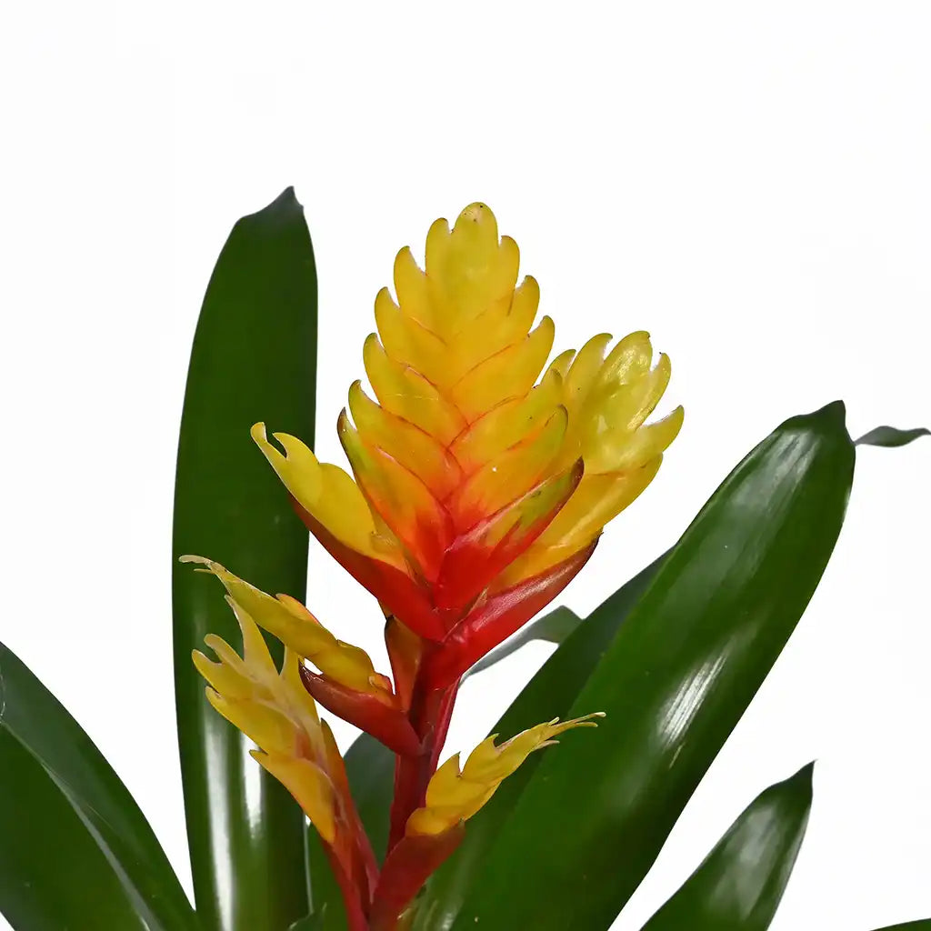 Vriesea - flaming sword( Assorted colour)