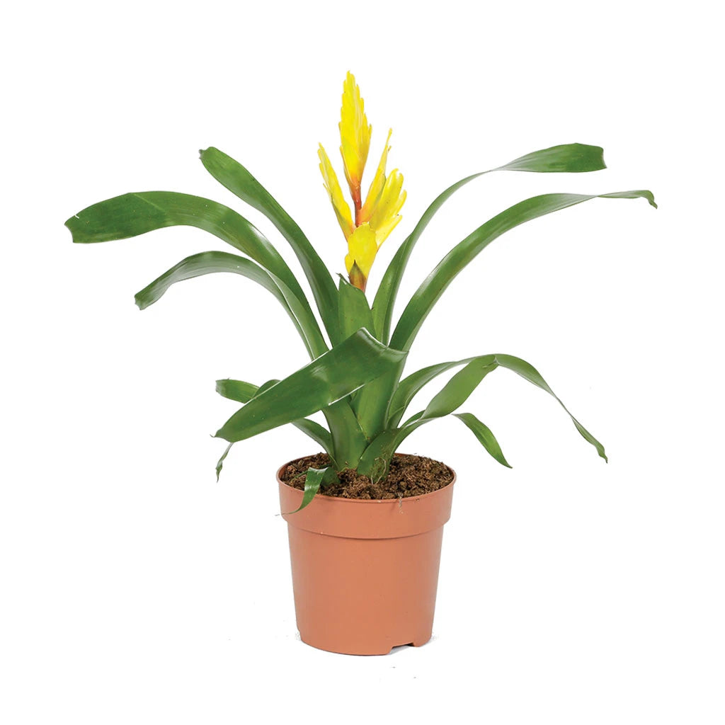 Vriesea - flaming sword( Assorted colour)