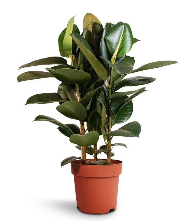 Ficus Robusta - Rubber Plant