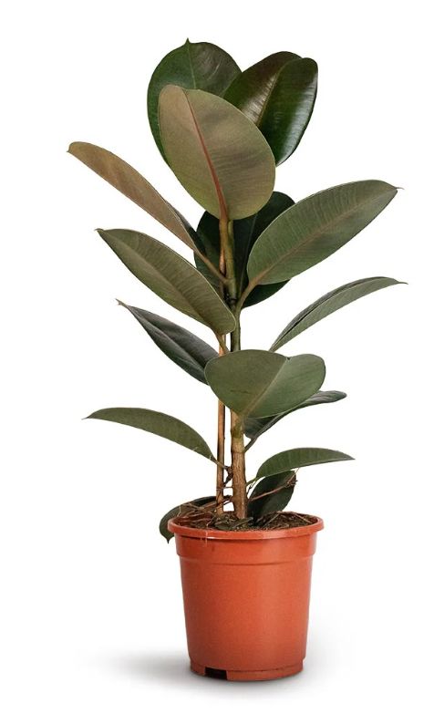 Ficus Robusta - Rubber Plant