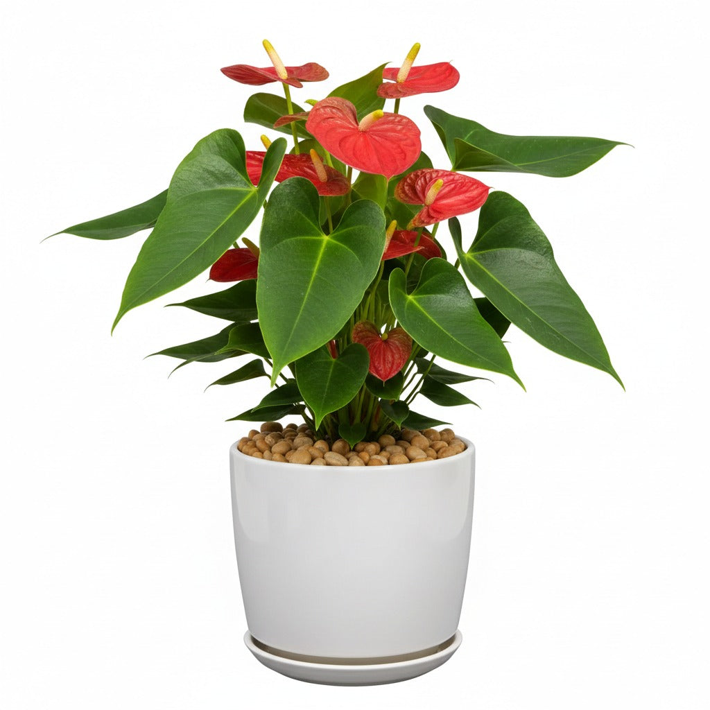 Anthurium-Laceleaf- Flamingo Flower in white ceramic pot