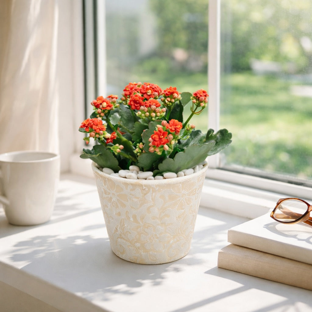 Kalanchoe- Flaming Katy in ceramic pot