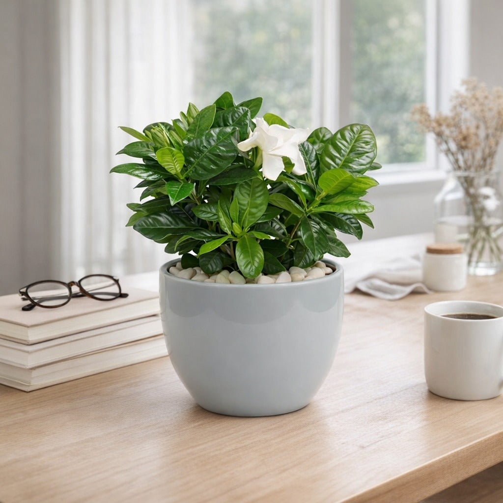 Indoor gardenia- Cape Jasmine in ceramic pot