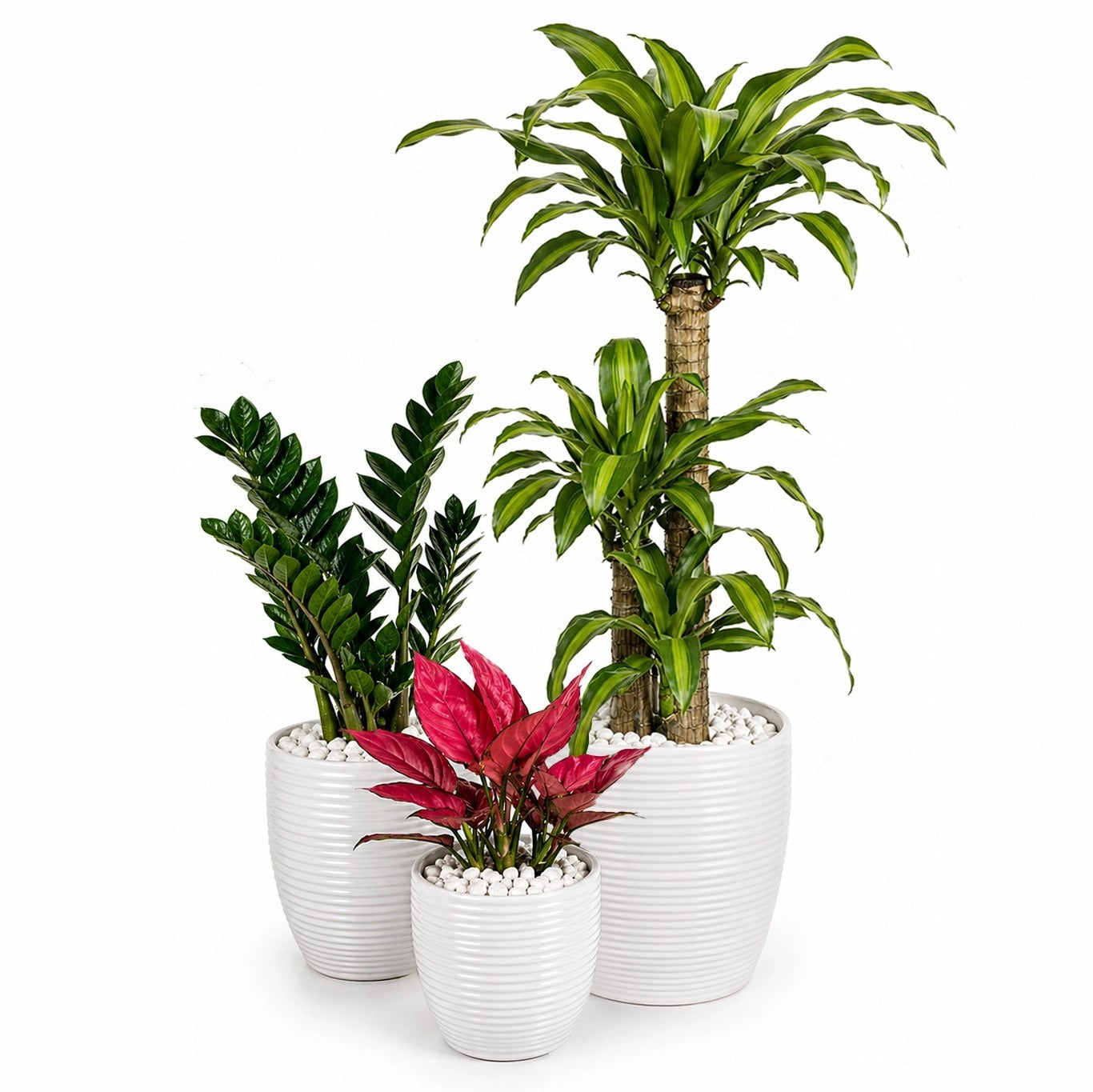 Set of Corn plant, ZZ Plant and Chinese Evergreen in white ceramic pot