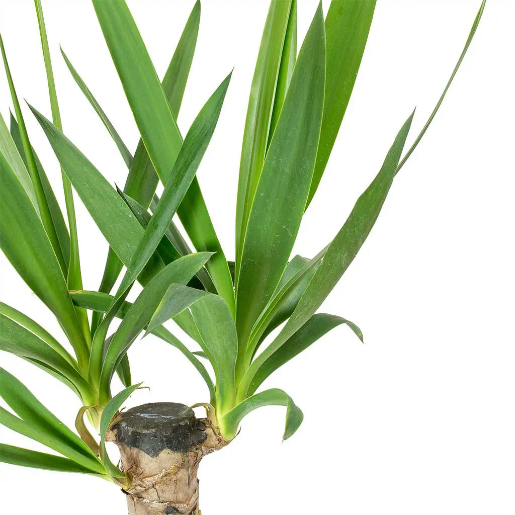 Yucca - Needle Palm