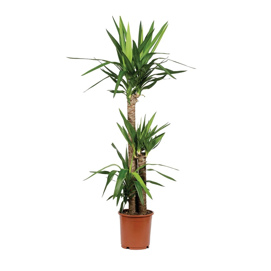 Yucca - Needle Palm