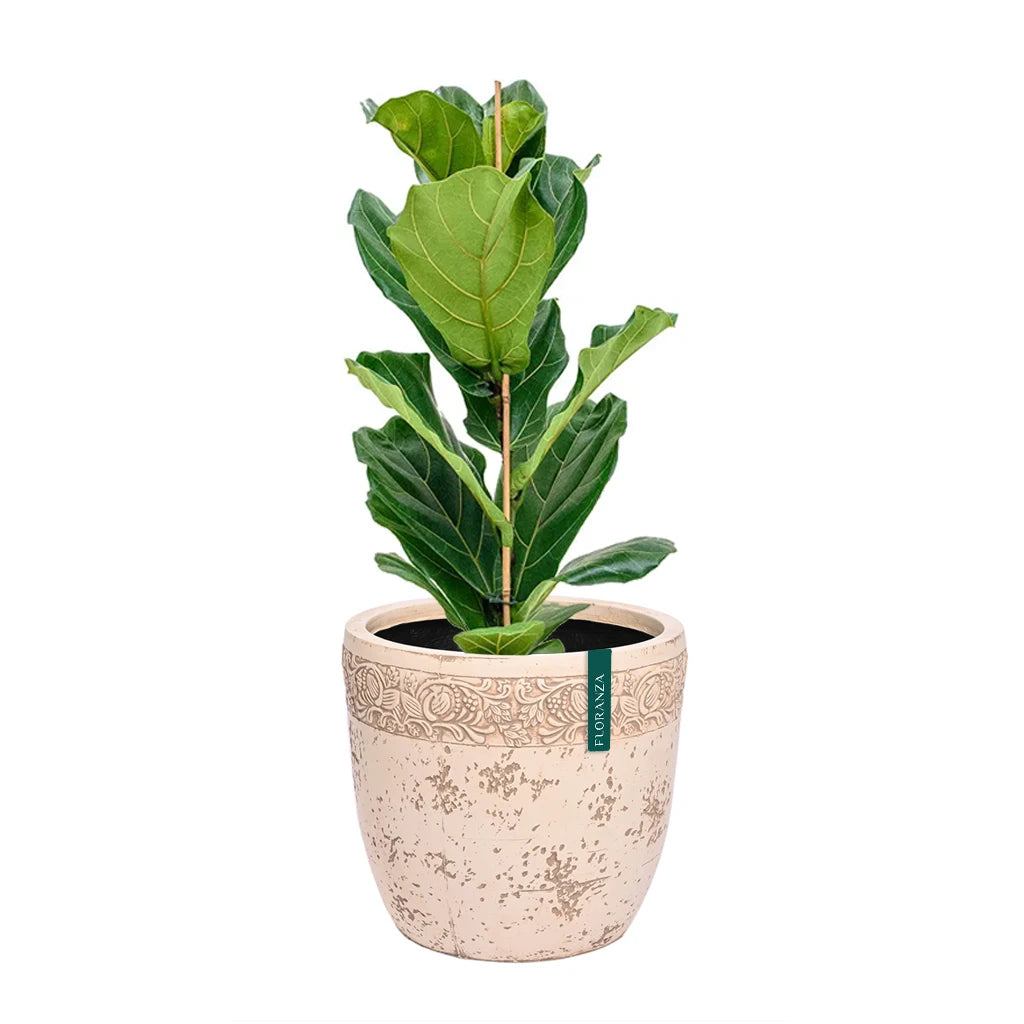 NOVA ZERA FIBER PLANTER