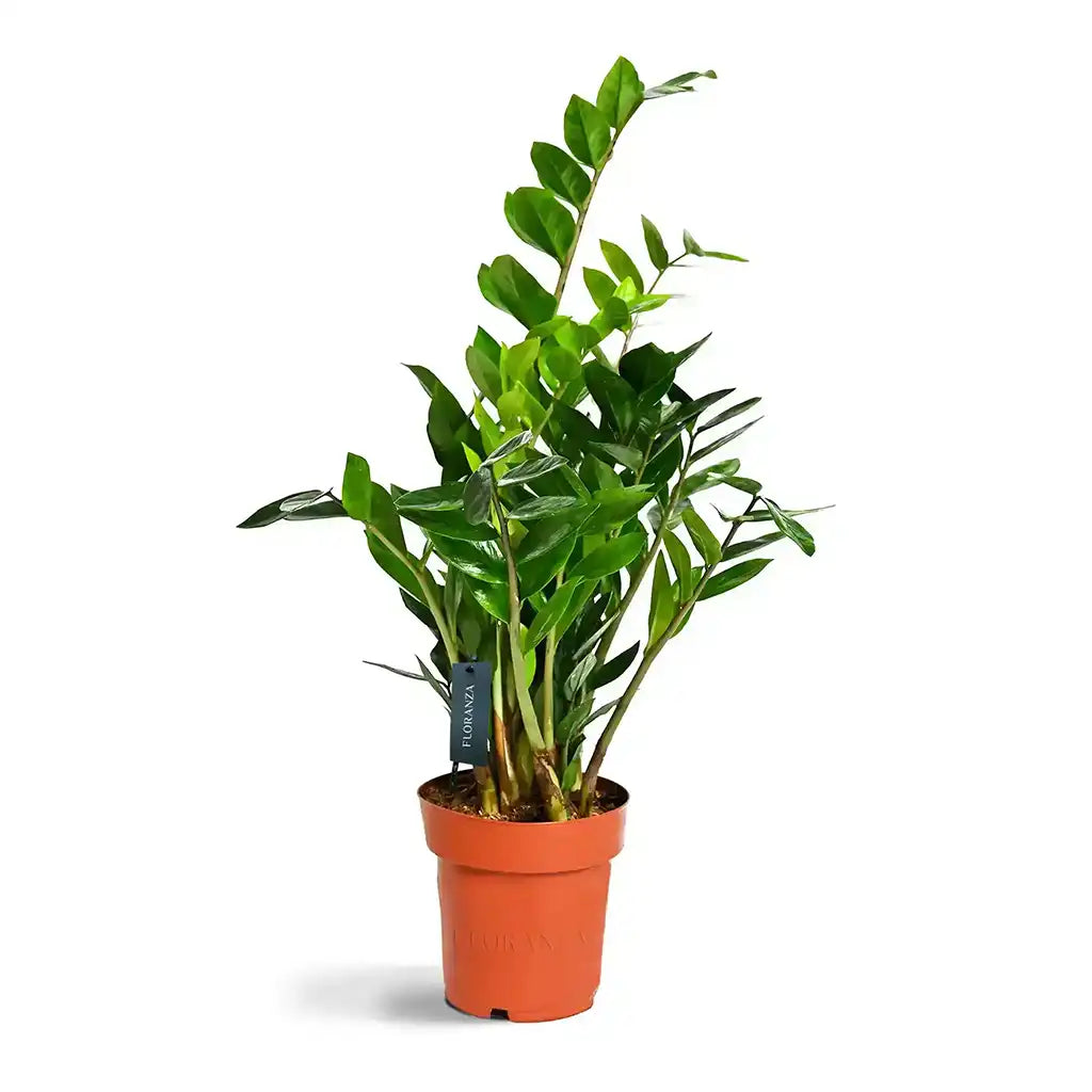 Zamioculcas zamiifolia - ZZ Plant