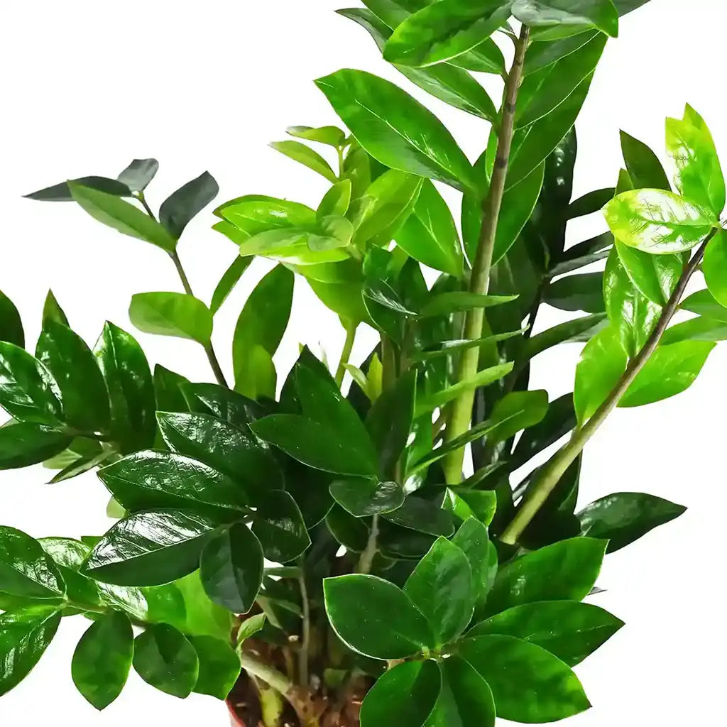 Zamioculcas zamiifolia - ZZ Plant