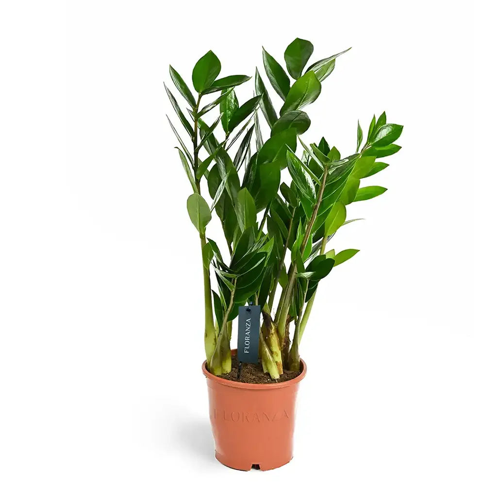 Zamioculcas zamiifolia - ZZ Plant