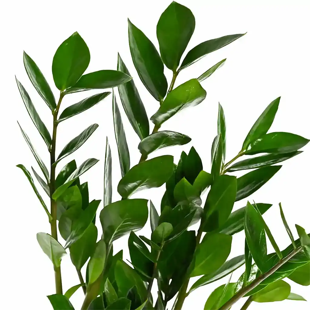 Zamioculcas zamiifolia - ZZ Plant