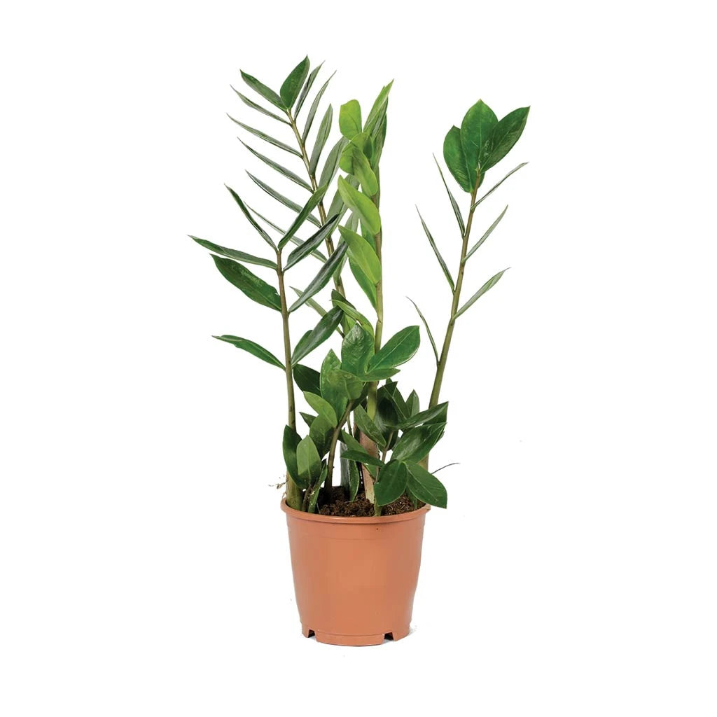 Zamioculcas zamiifolia - ZZ Plant