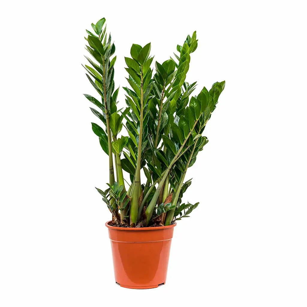 Zamioculcas zamiifolia - ZZ Plant