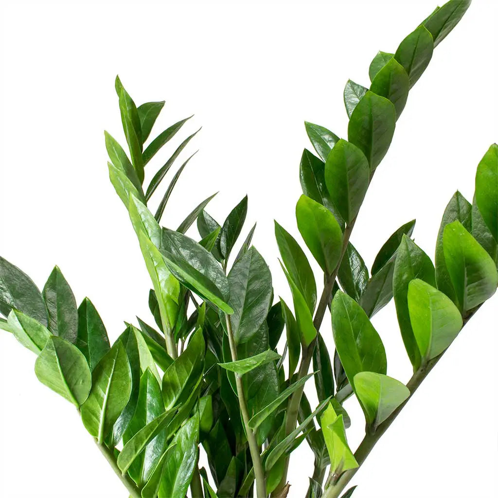 Zamioculcas zamiifolia - ZZ Plant