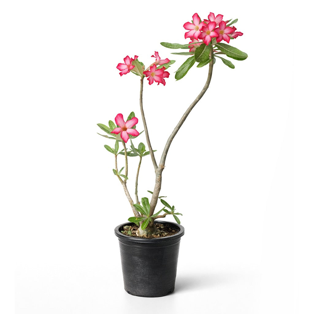 Desert rose - Adenium
