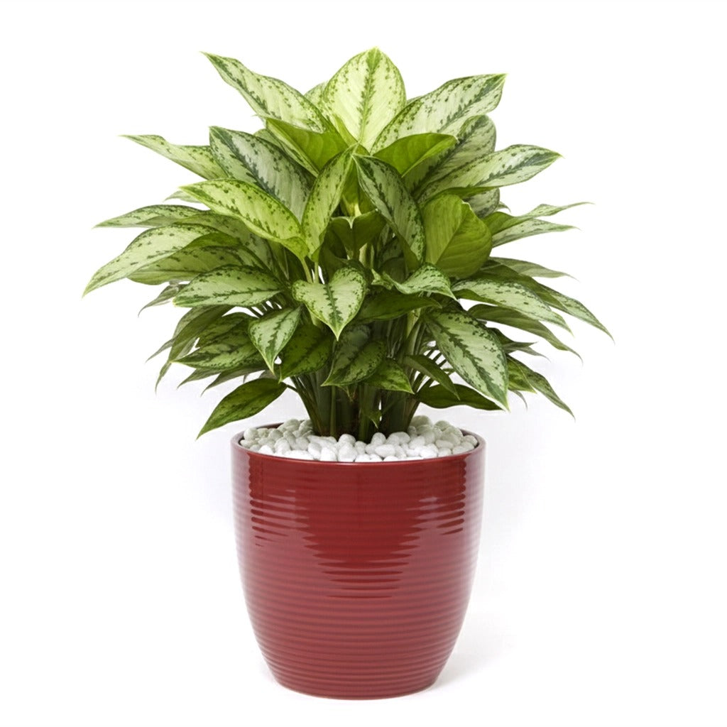 Aglaonema- Chinese Evergreen in maroon ceramic pot