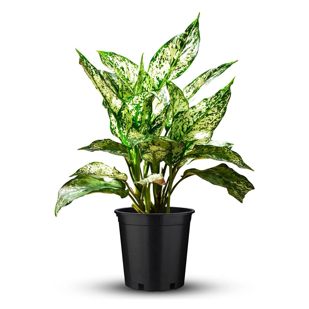 Aglaonema snow white- Chinese evergreen