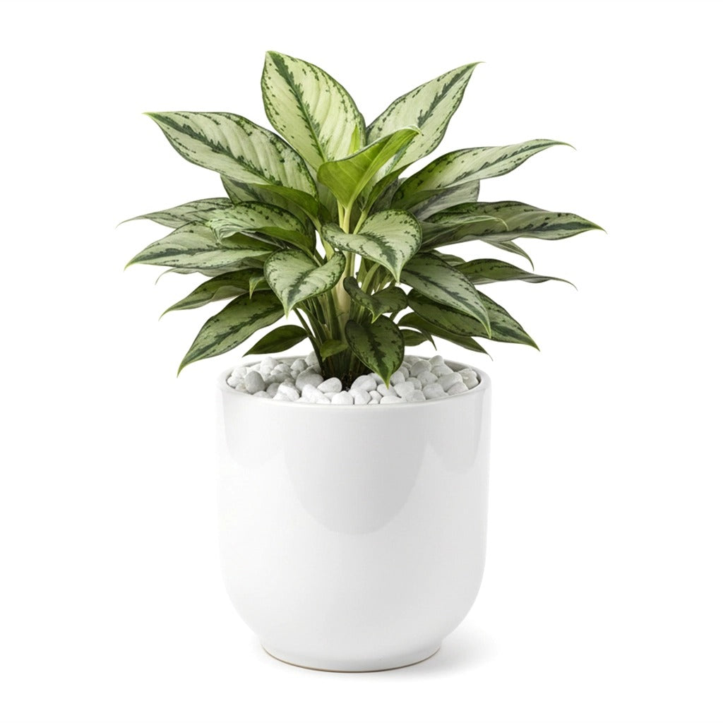 Aglaonema- Chinese Evergreen in white ceramic planter