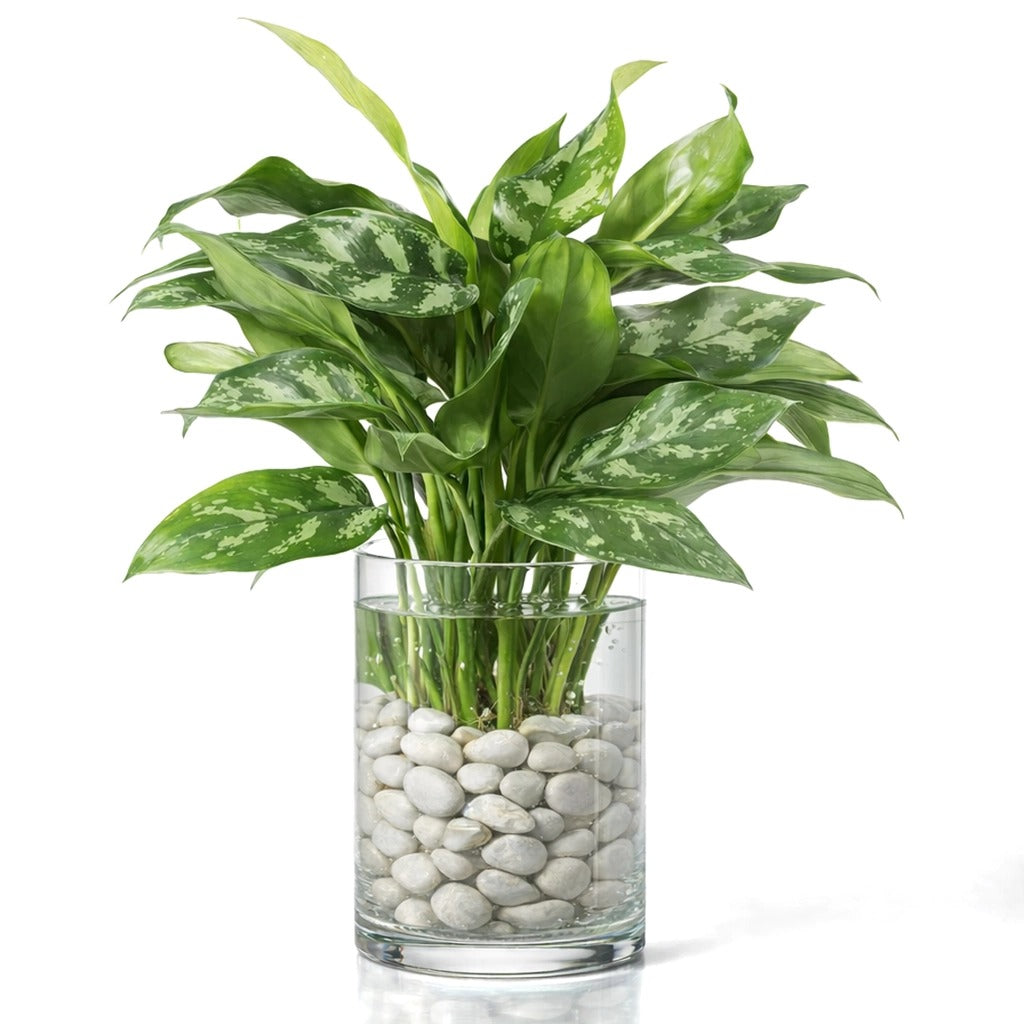 aglaonema maria water Chinese Evergreen -Hydroponic Aglaonema Silver bay/Maria/Silver queen