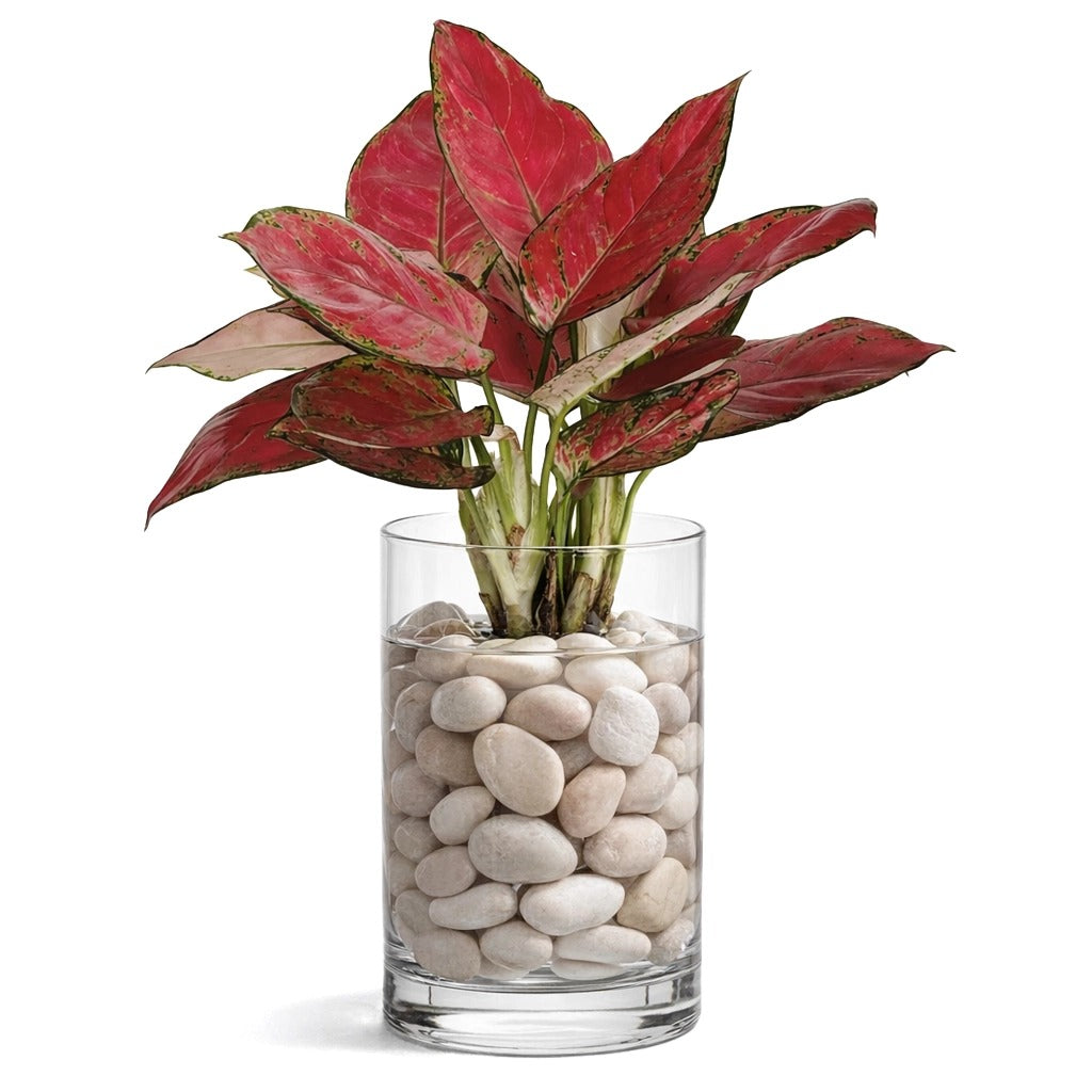 Chinese Evergreen- Hydroponic Aglaonema red in glass vase