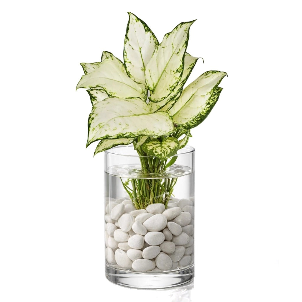 Chinese evergreen- Hydroponic Aglaonema White joy in glass vase