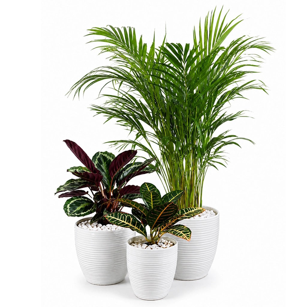 Set of areca palm, Croton and Calathea medallion in white ceramic pot