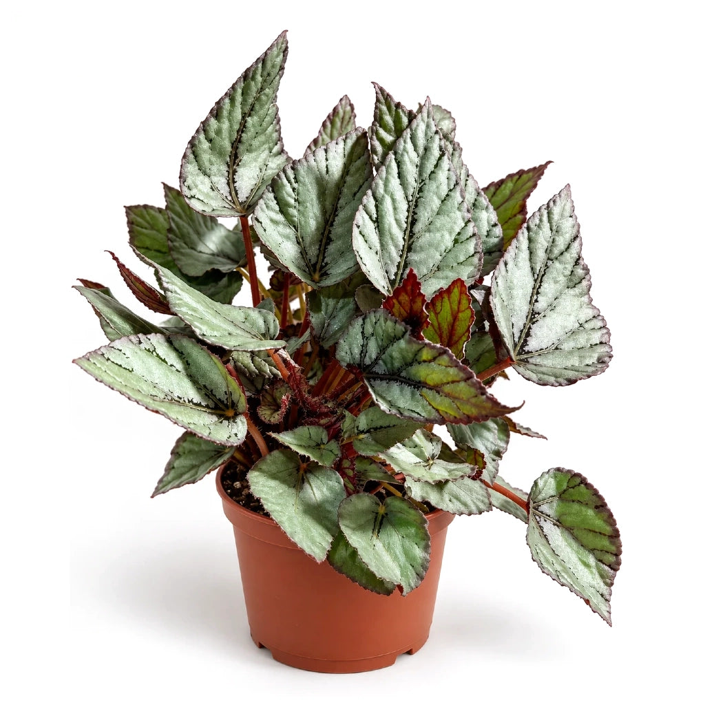 Begonia 'Beleaf' mix- Assorted colour