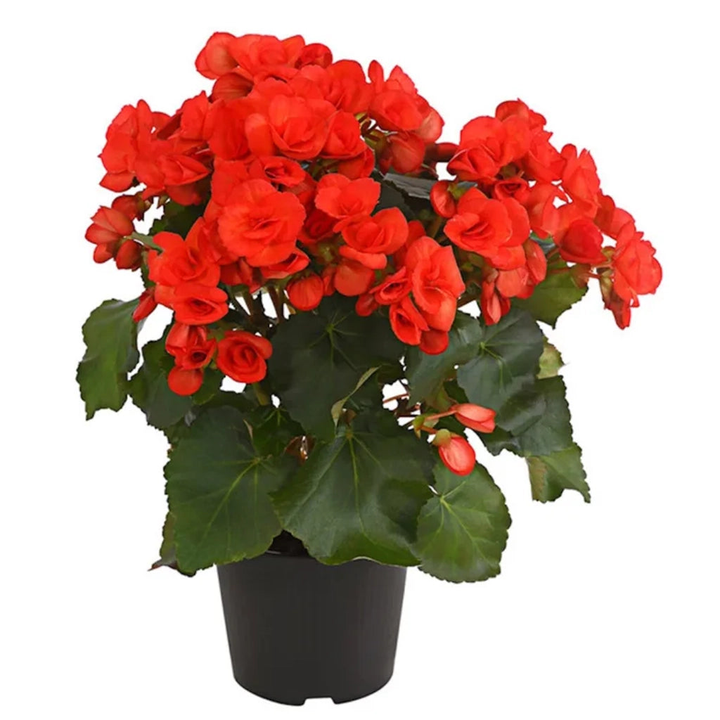 Double flowered begonia- Assorted colour