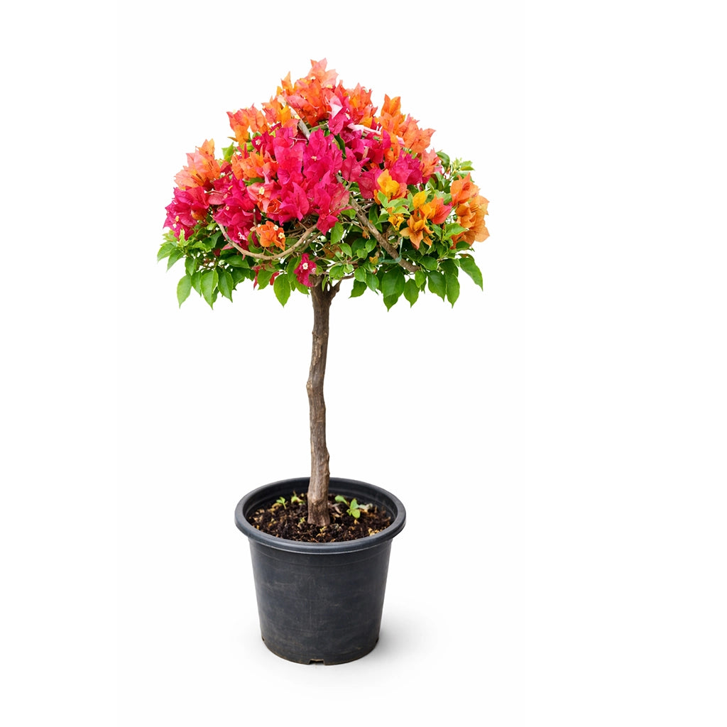 Bougainvillea umbrella