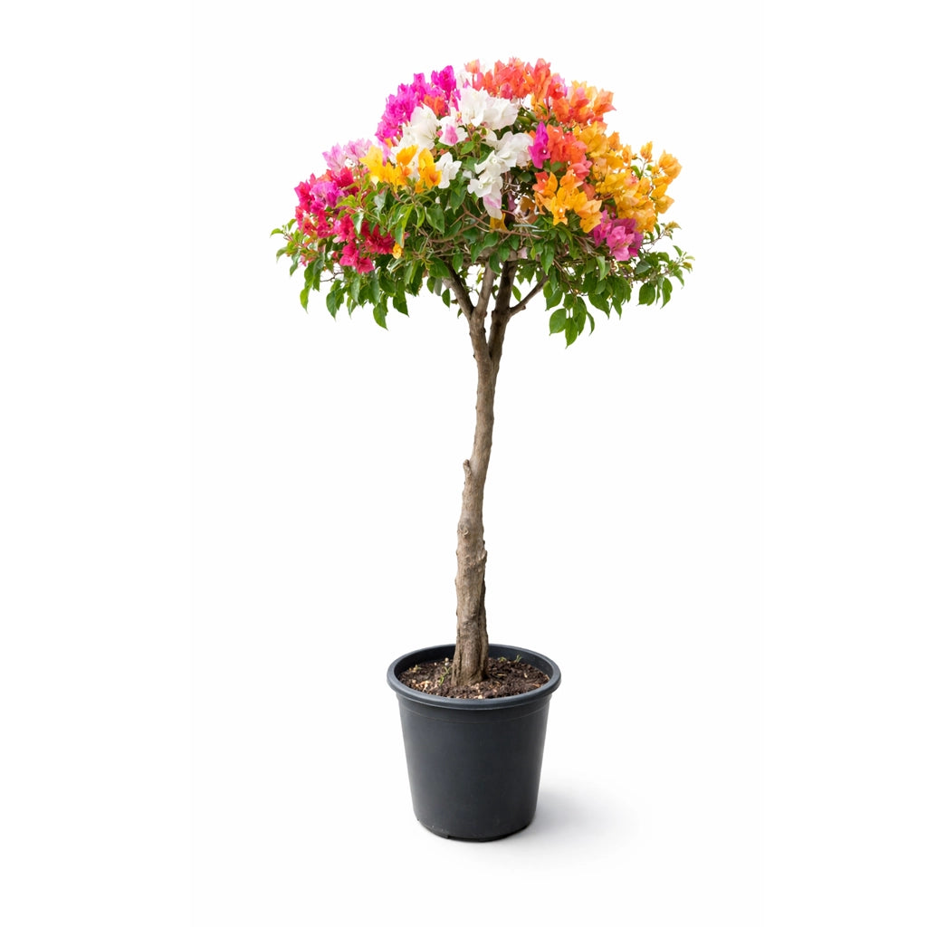 Bougainvillea umbrella