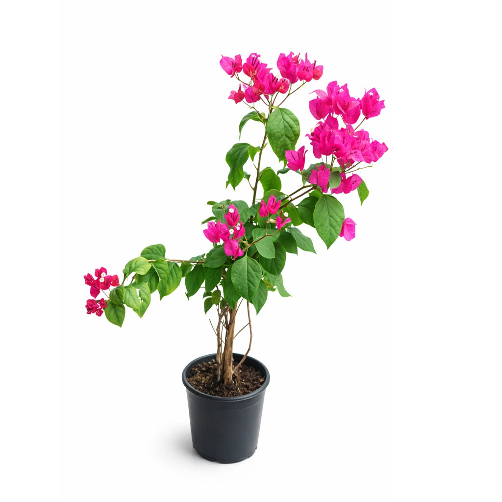 Bougainvillea climbing
