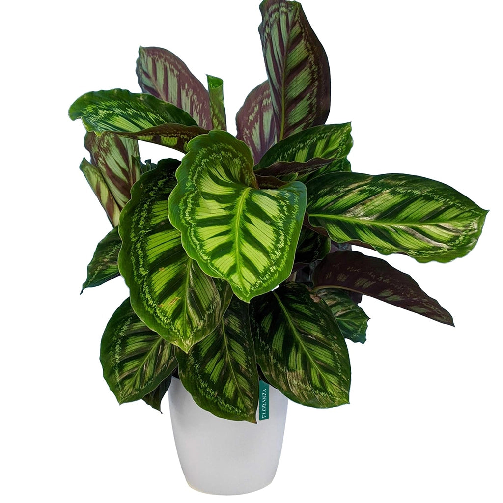 drachenbaum song of jamaica Dracaena Song of Jamaica, Dracaena Reflexa