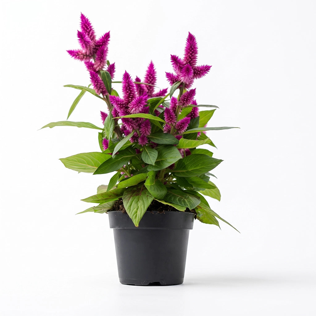Celosia spicata- Spiked Cockscomb- Flamingo Feather