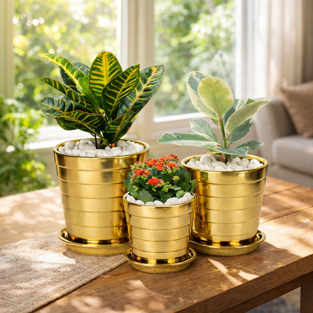 Set of indoor plants in gold ceramic pot- Kalanchoe- Rubber Plant- Croton