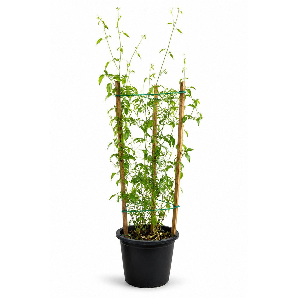 Jasminum officinale- Common jasmine