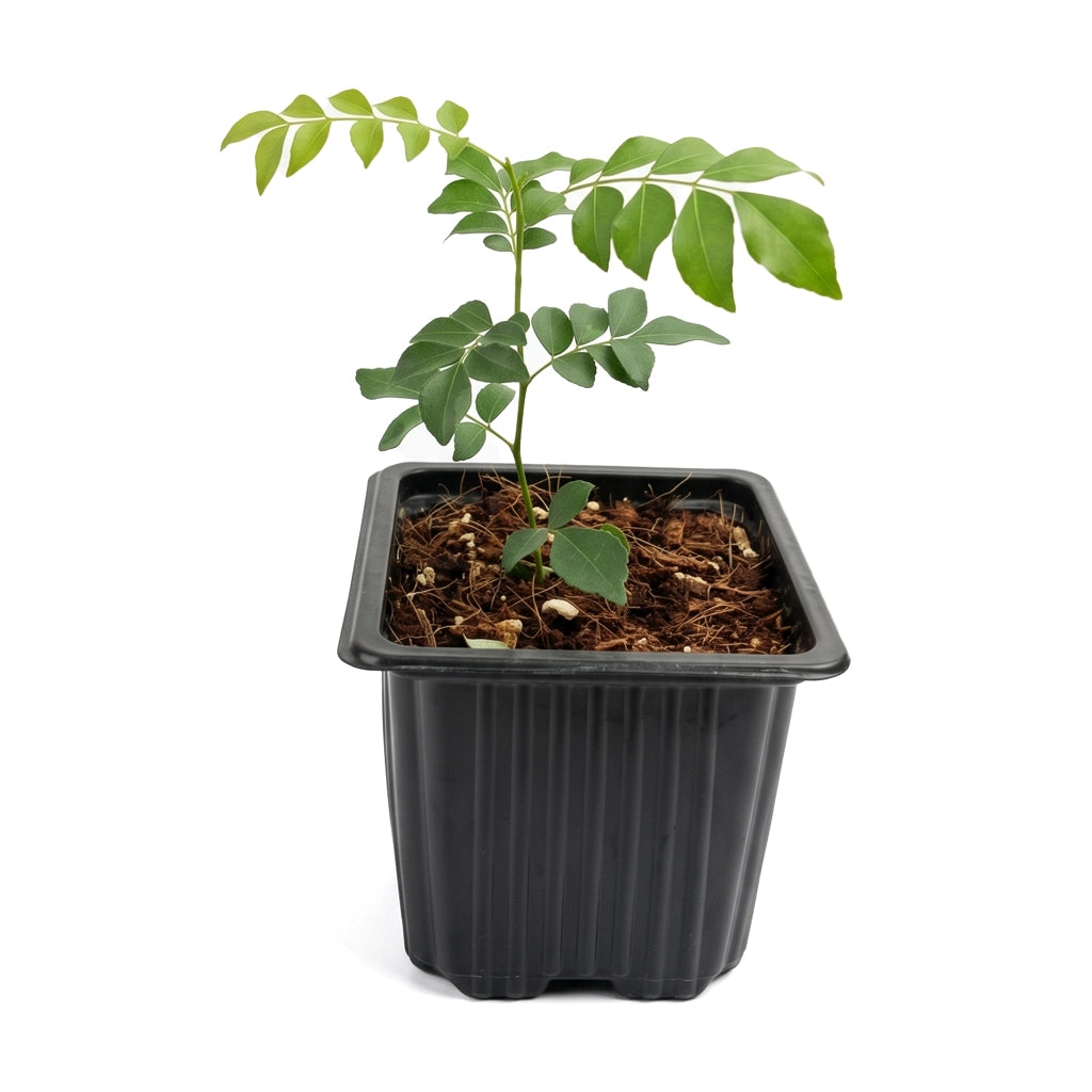 Curry leaves-Murraya koenigii